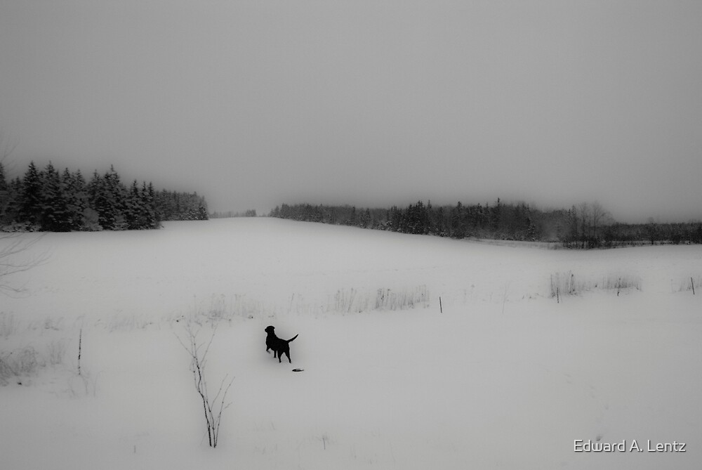 "Dog in Snow Field (Kinkora, Prince Edward Island, Canada, December