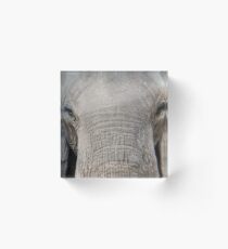 Closeup of African elephant Acrylic Block