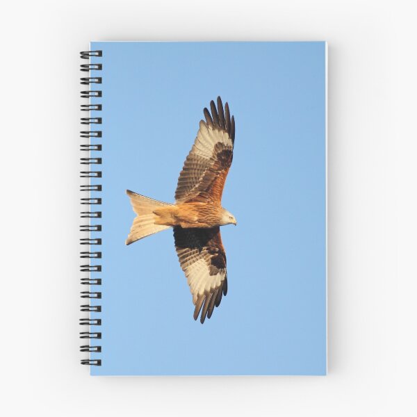 Item preview, Red kite in flight designed and sold by Grant Glendinning.