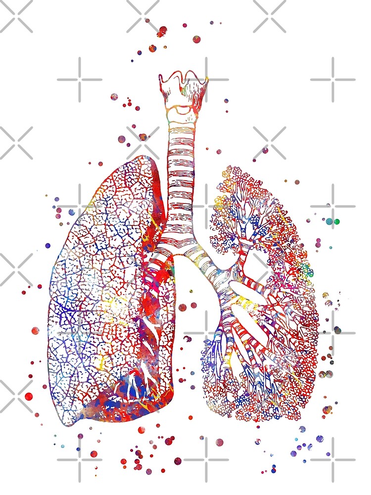 Человеческие легкие рисунок. Легкие анатомия поделка. Lungs Frida.