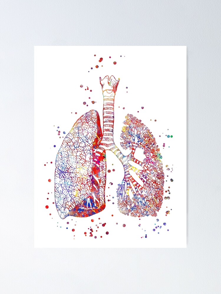 Lungen Lungenanatomie Medizinische Kunst Aquarelllungen Abstrakte Lungen Poster Von Rosaliartbook Redbubble