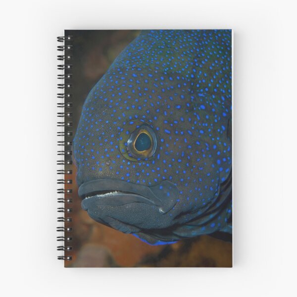 Item preview, Blue Devil portrait. designed and sold by James Peake Nature Photography..