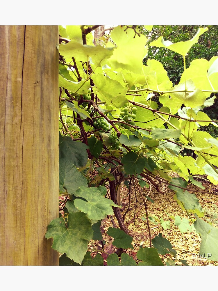 Grapevine by ErinLP