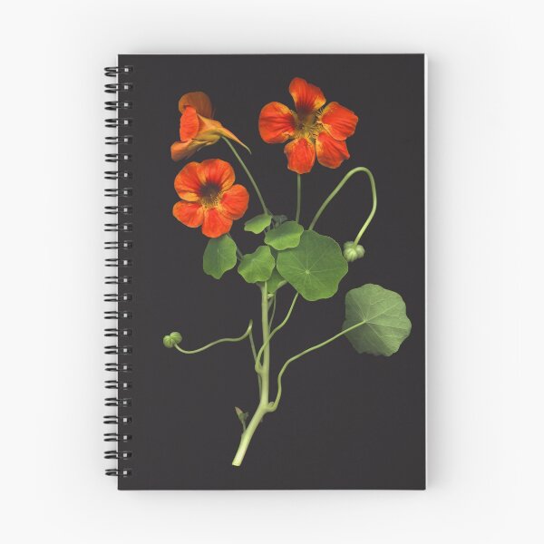Artikelvorschau, Nasturtium entworfen und verkauft von Barbara E Wyeth.