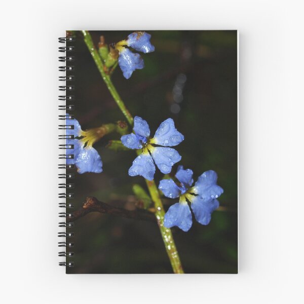 Item preview, Fairy Fan Flower (Scaevola aemula)- Gembrook, Victoria designed and sold by Bev Pascoe.