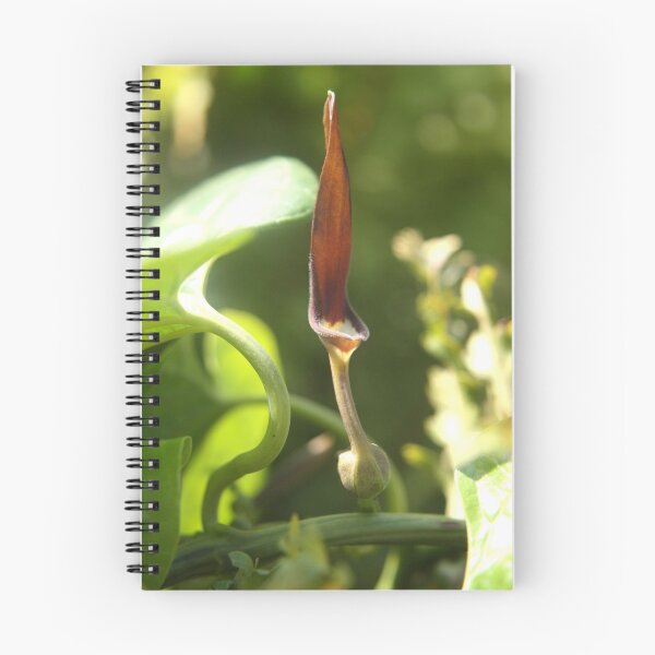 Item preview, Aristolochia ( Dutchmans pipe) designed and sold by robmac.