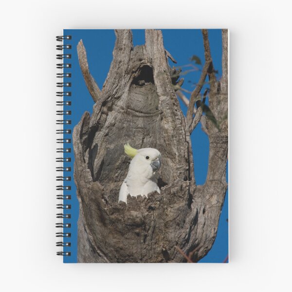 Item preview, Jack in the Box designed and sold by Peter Pevy.