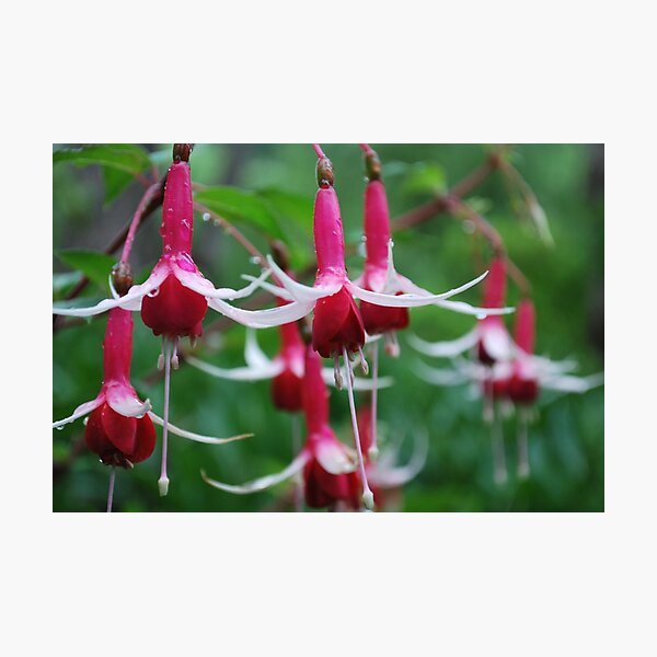 Fuchsia Photographic Print