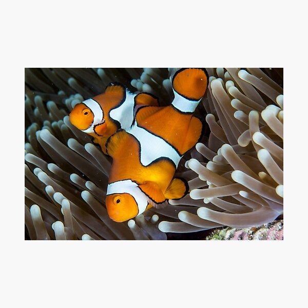 Fair dinkum Nemo Photographic Print