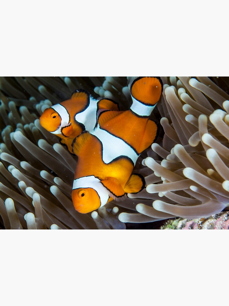 Fair dinkum Nemo by DavidWachenfeld