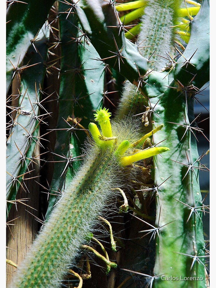 Cactus Buds by carloslorenzo