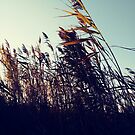 #plant #grassfamily #nature #tree #landscape #outdoors #wood #leaf #sky #horizontal #colorimage #branchplantpart #nopeople #day #lightnaturalphenomenon #colors #sun #sunny #nonurbanscene by znamenski