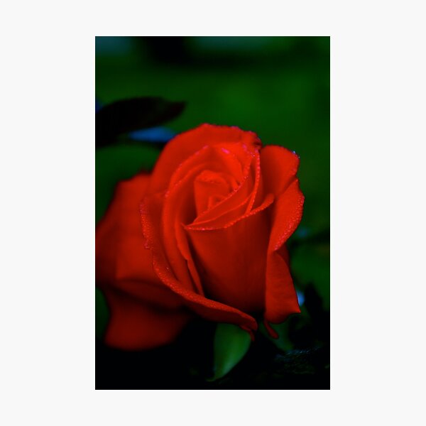 Artikelvorschau, Red Rose w/ dew... entworfen und verkauft von Allan Erickson.