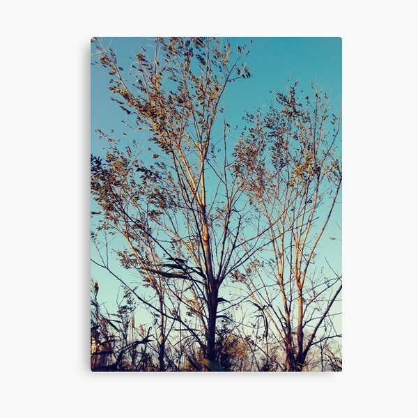 #tree #wood #nature #landscape #outdoors #season #leaf #snow #tallest #sky #weather #cold #horizontal #colorimage #nopeople #branchplantpart #plantbark #day #naturalparkland #publicpark #ruralscene Canvas Print