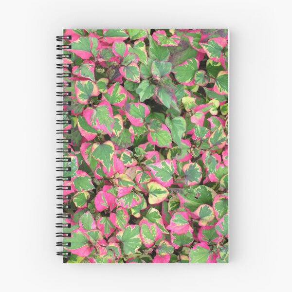 Item preview, Houttuynia cordata "Chameleon" designed and sold by Philip Mitchell.