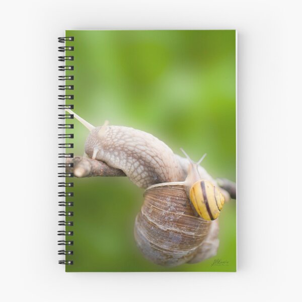 Item preview, Two snails designed and sold by Mario Curcio.