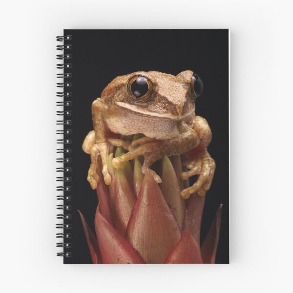 Artikelvorschau, Laubfrosch entworfen und verkauft von Adam Webb.