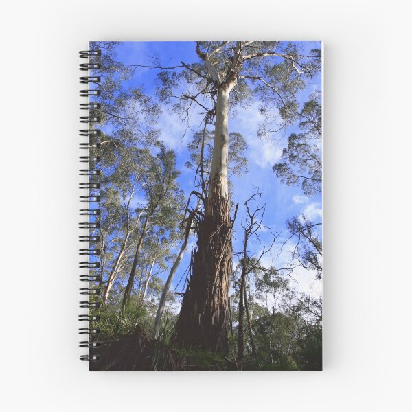 Item preview, Eucalyptus Viminalis - Manna Gum - Yarra Valley designed and sold by Mereki.