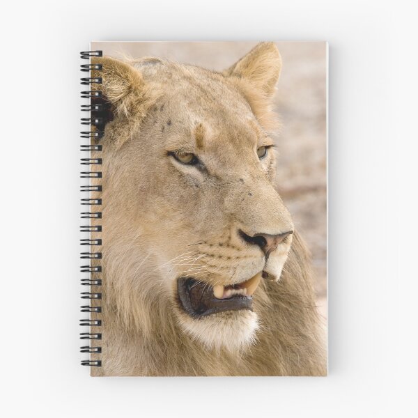 Aperçu de l'œuvre Juvenile Male Lion créée et vendue par Michael Moss Photography.