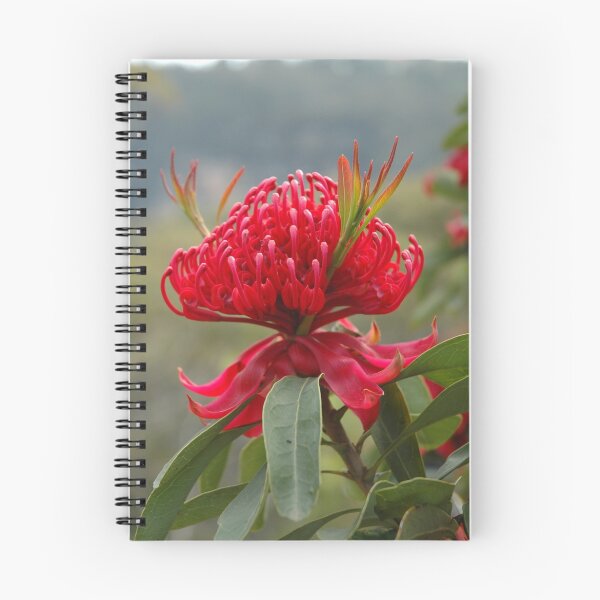 Item preview, Waratah (Telopea speciosissima) - Blue Mountains,NSW designed and sold by Dilshara Hill.