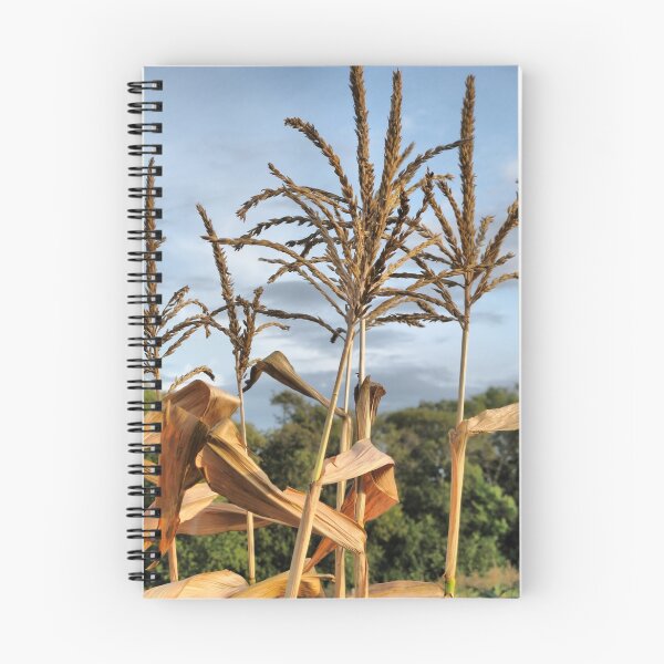 Item preview, Corn stalks #2 designed and sold by kenspics.