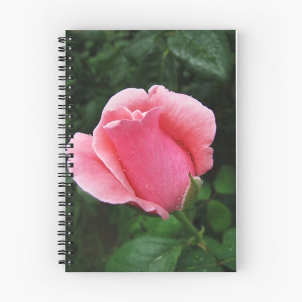 Item preview, Pink rose designed and sold by rasim1.