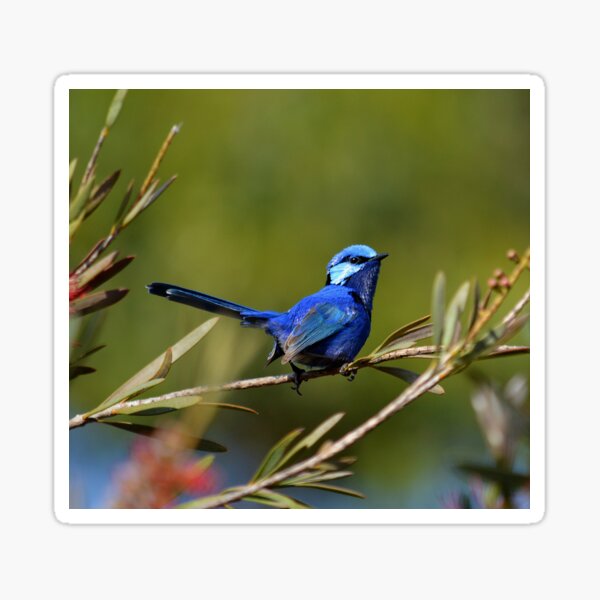 Item preview, male splendid fairywren Malurus splendens Australia bird lila blue designed and sold by Schoensl.