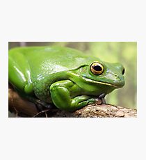 Green Tree Frog Fotodruck