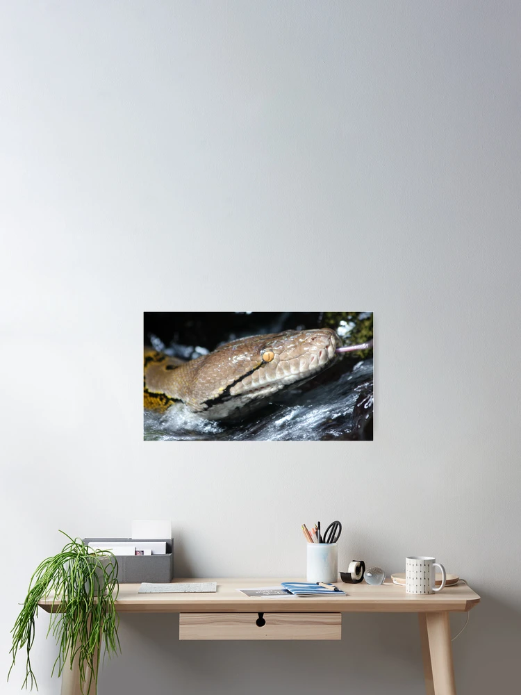 Thumbnail 2 of 3, Poster, Python Waterfall designed and sold by Kelly Robinson.