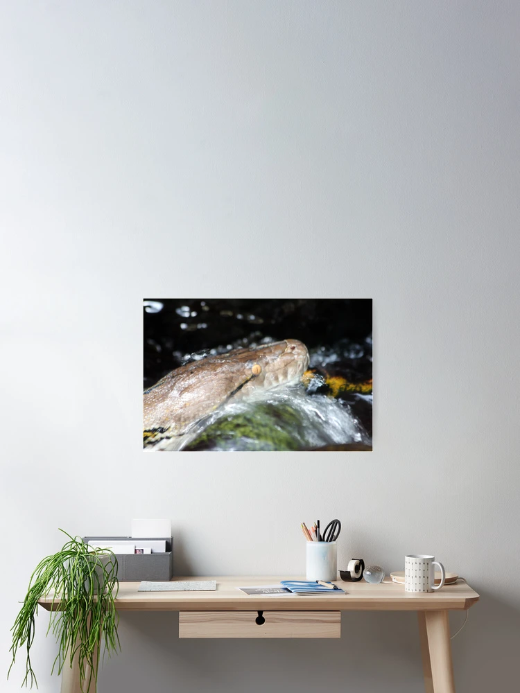 Thumbnail 2 of 3, Poster, Water Python designed and sold by Kelly Robinson.