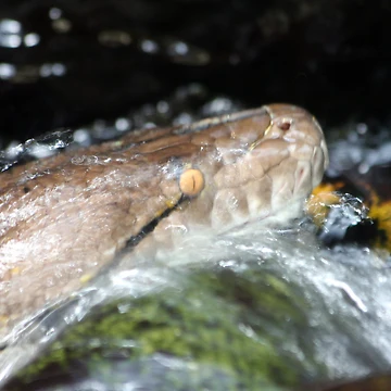 Artwork thumbnail, Water Python by Kelly Robinson