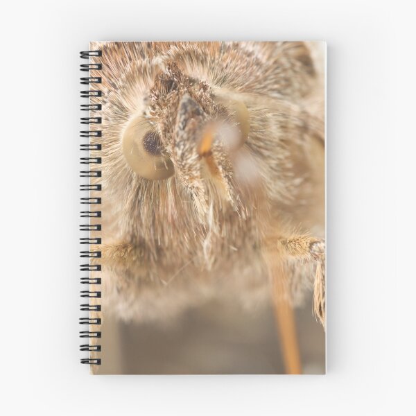 Item preview, Silver Y (Autographa gamma) Moth designed and sold by DavidKennard.