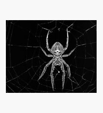 A spider in the web Photographic Print