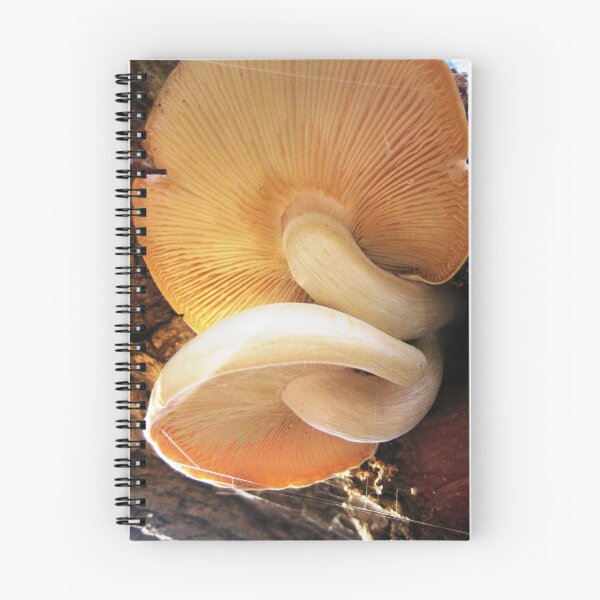 Aperçu de l'œuvre fungi (series II )!... créée et vendue par sendao.