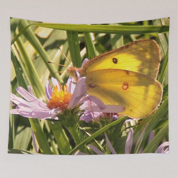 Item preview, Cloudless Sulphur Butterfly on Michaelmas Daisies designed and sold by AnnDixon.