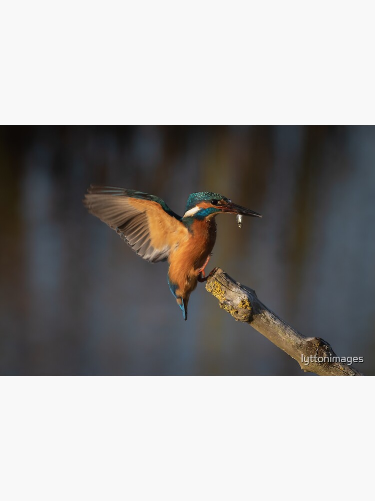 "Kingfisher Landing" Sticker for Sale by lyttonimages Redbubble