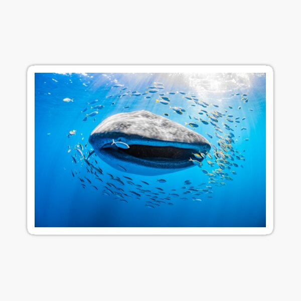 Item preview, Whale shark designed and sold by Jesshaddenphoto.