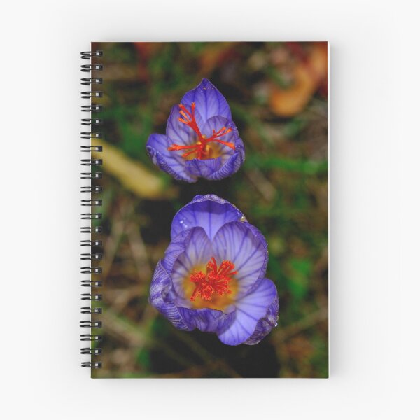 Artikelvorschau, Crocus in December entworfen und verkauft von Durotriges.