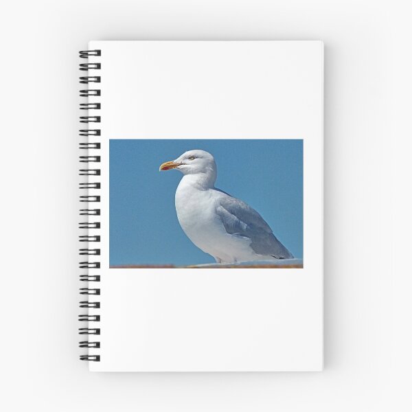Item preview,  Teignmouth Gull  designed and sold by lynn carter.