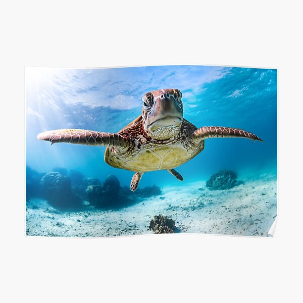 Green Sea Turtle Poster