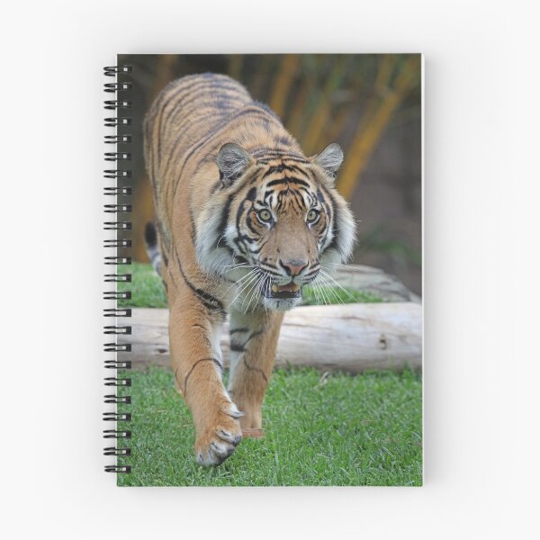 Item preview, Tiger starting to run intense stare designed and sold by evenflow.