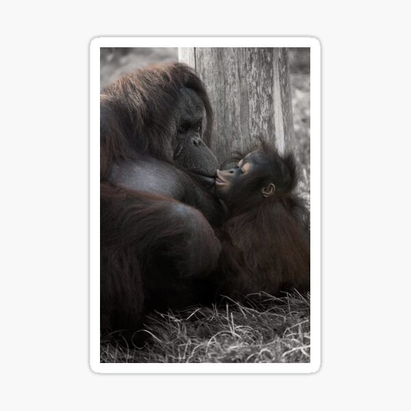 Baby Orangutan Kissing Her Mom Sticker