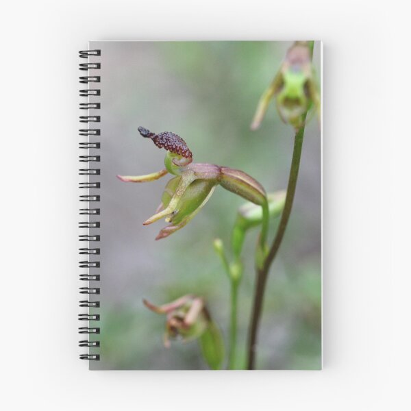 Artikelvorschau, Little Duck Orchid entworfen und verkauft von Cindy McDonald.