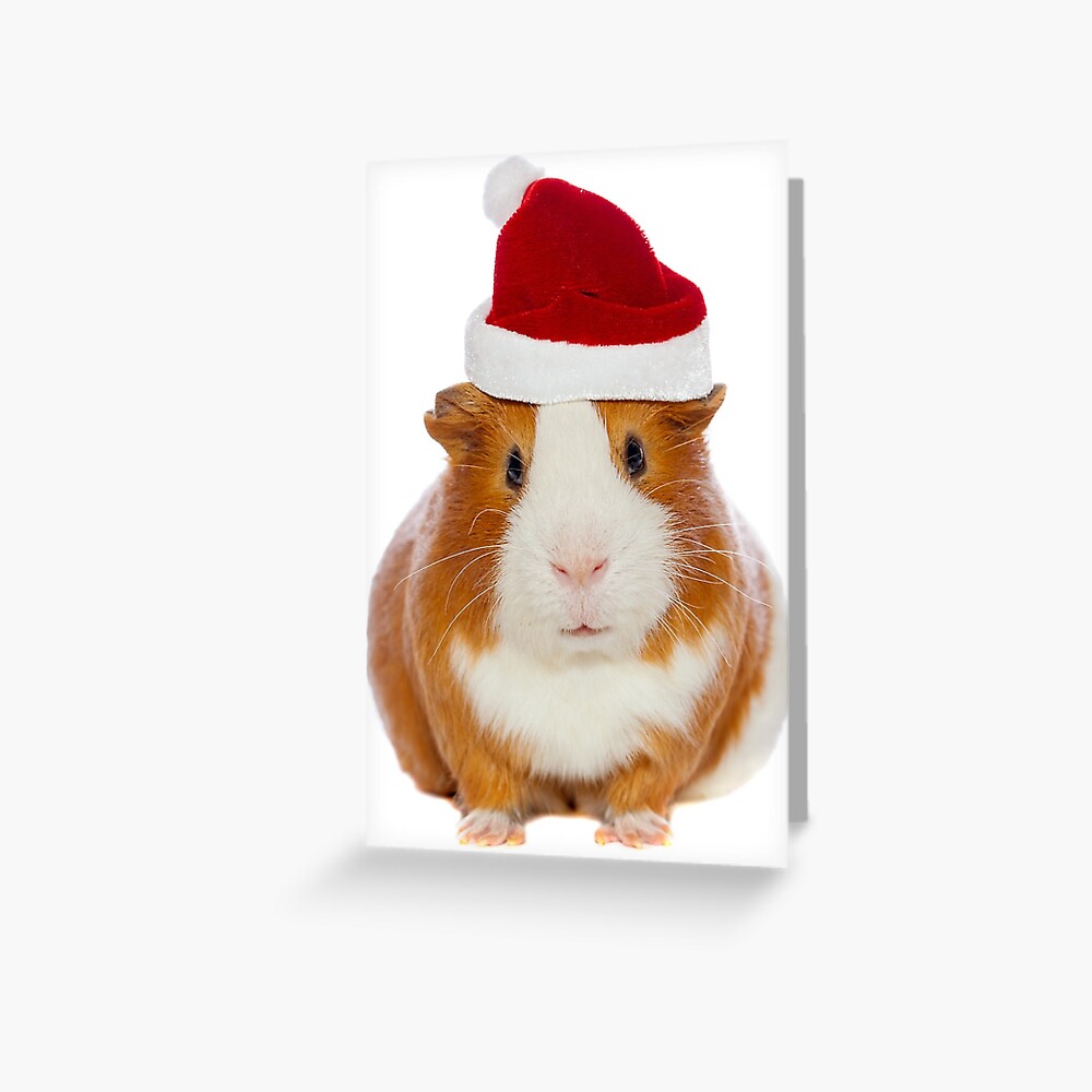 christmas hats for guinea pigs