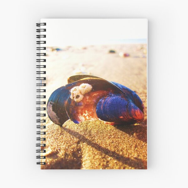Item preview, mussel shell on llangennith beach  designed and sold by lisaellen.