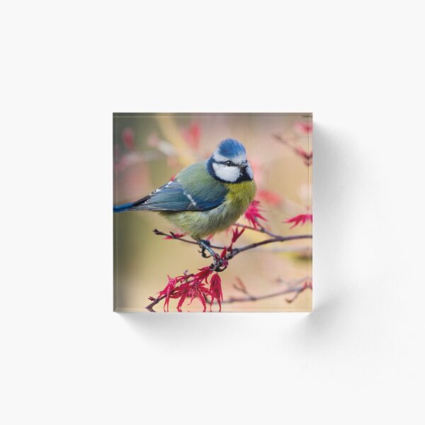 Blue Tit Acrylic Block