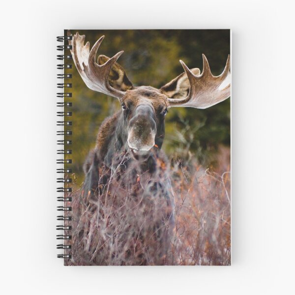 Item preview, Moose in Cucumber Gulch designed and sold by Josh Dayton.