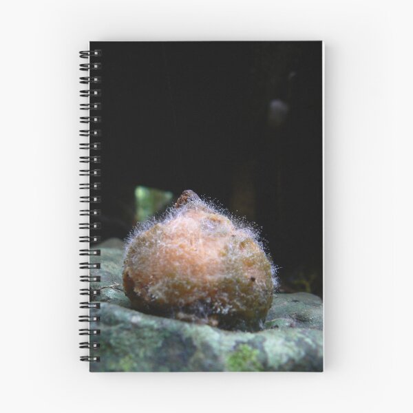 Item preview, furry orange puffball designed and sold by Erin Anderson.