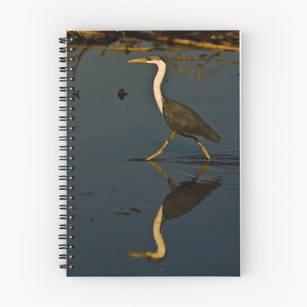Item preview, Pied Heron, Kakadu National Park, Northern Territory.  designed and sold by Bill  Russo.
