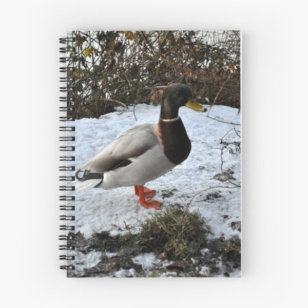 Item preview, Poised Duck designed and sold by KChisnall.